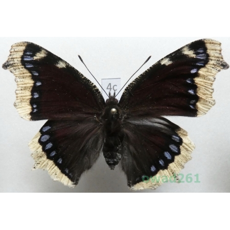 Nymphalis antiopa (Linnaeus, 1758) Czech4c